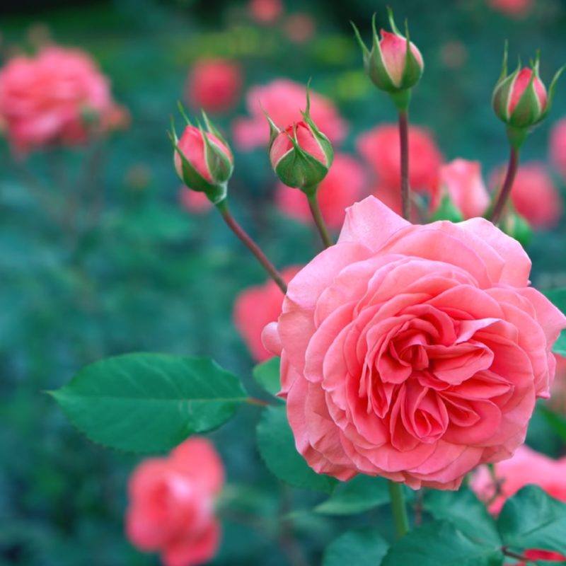 Close-up of pink roses in bloom